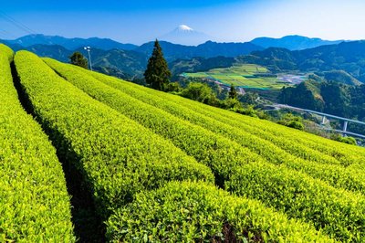 🌿 등하내 다원 (후지가와치 차엔) 이미지 2